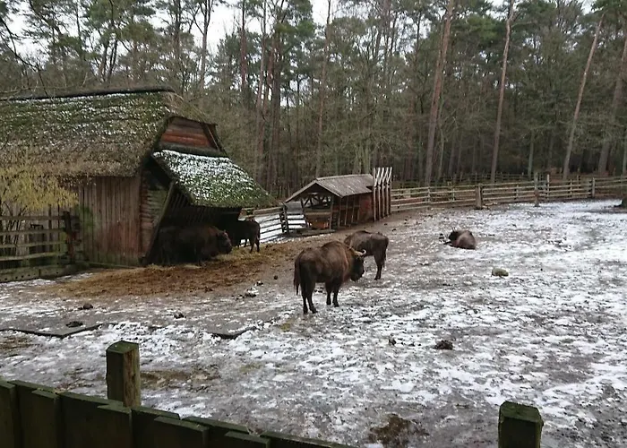 Orchidea New Slavia *